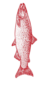 Red engraved-style illustration of a salmon on a black background.