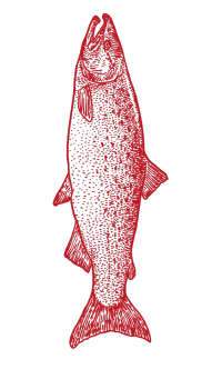 pencil drawing of vertical fish